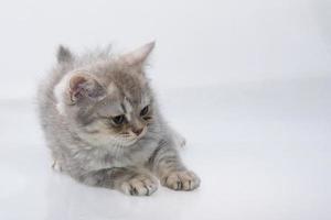 Scottish fold cat on white background photo