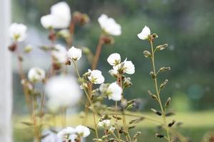 Flowers in bloom UK garden photo