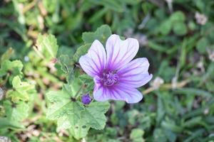 Flowers in bloom UK garden photo