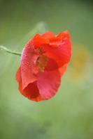 Flowers in bloom UK garden photo