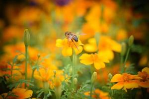 abejas e insectos en las flores foto