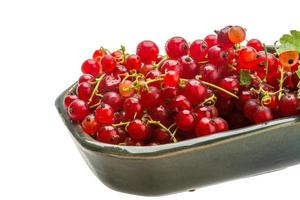 Red currant in the bowl photo