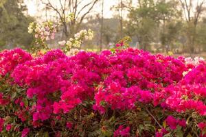 hermosas flores de buganvillas florecen con árboles borrosos. foto