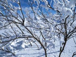 nieve blanca prístina en las ramas de un árbol joven foto