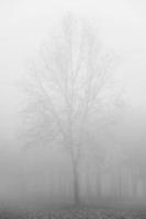 Tree in the foggy winter day photo