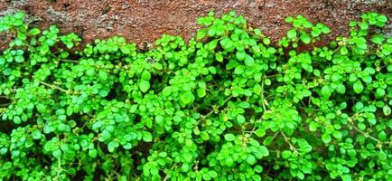 planta pilea microphylla. pag. microphylla conocida como angeloweed, planta de artillería, planta de polvo de alegría o brilhantina. planta anual originaria de florida, méxico, antillas, américa central y del sur tropical foto