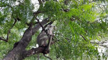 o macaco é legal na árvore. os macacos relaxam aproveitando a atmosfera durante o dia, abrigando-se sob uma árvore frondosa. animais selvagens são soltos e se misturam com os visitantes. clipes de vídeo para filmagens. video