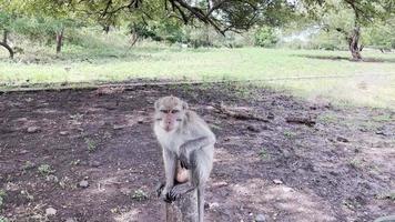 o macaco é legal na árvore. os macacos relaxam aproveitando a atmosfera durante o dia, abrigando-se sob uma árvore frondosa. animais selvagens são soltos e se misturam com os visitantes. clipes de vídeo para filmagens. video