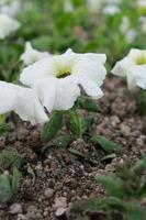 white petunia flower in greenery photo