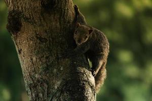 Finlayson squirrel or Variable squirrel climbing on tree branch lush green foliage background in public park. photo