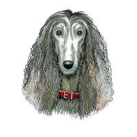 Afghan Hound Dog Watercolor Hand Drawn Sketch Paint Drawing Illustration vector