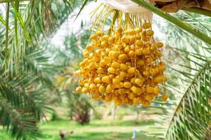 Closeup Barhi Dates palm yellow fruits Phoenix Dactylifera on the clusters in organic fruit garden for harvesting photo