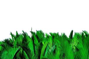 Green leaves of palm isolated on white background. Nypa fruticans Wurmb Nypa, Atap palm, Nipa palm, Mangrove palm. Green leaf for decoration in organic products. Tropical plant. Green exotic leaf. photo