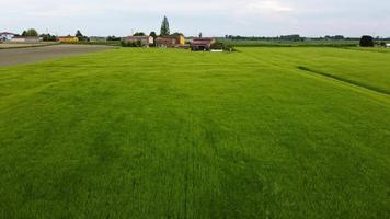 Agriculture field of wheat stretching for acres blowing in wind, Aerial Forward video