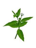 Eclipta Alba, Eclipta Prostrata or Bhringraj, also known as False Daisy is an effective herbal medicinal plant in Ayurvedic medicine.vector illustration.