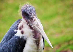 The Marabou Stork in Tanzania, Africa photo