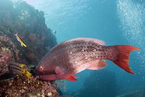 pink Parrot fish underwater eating coral photo