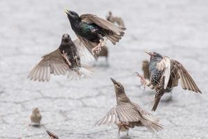 pájaros peleando por comida cerrar detalle foto