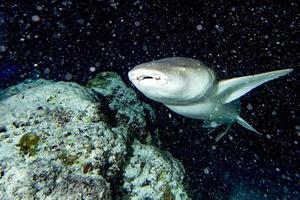 Nurse Shark close up on black at night photo