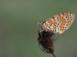 An orange white and black butterfly on the brown background photo