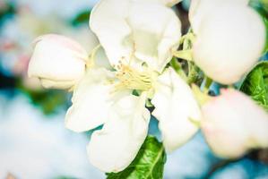 Beautiful pink apple flowers, spring background. photo