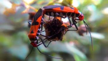 primer plano de pequeños insectos foto