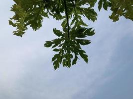 collection of silhouette leaves tree on sky background photo