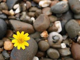 Flowers on pebble background photo