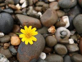 Flowers on pebble background photo