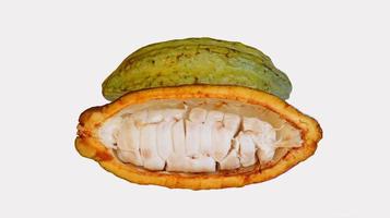 Ripe cocoa pods are orange yellow green which are split open, isolated on white background and the seeds are visible. Cocoa  or Theobroma cacao L. is a cultivated tree in plantations photo