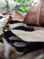 Caterpillars crawling on tree branches photo