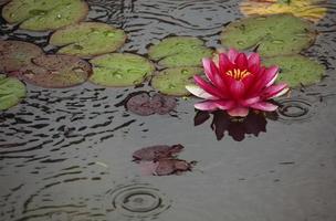 Beautiful Lotus flower in a pond during rain in Kyoto, Japan photo