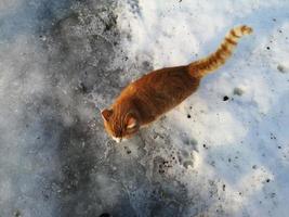 gato rojo en la nieve foto