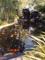 A Japanese garden decorated with a koi pond in front and a waterfall in the background is a tourist attraction in Asia. photo