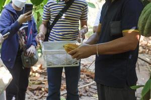 The speakers are educating the attendees on cacao planting and peeling cocoa beans. photo