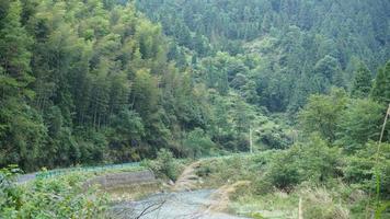 The beautiful Chinese countryside landscape with the bamboo woods on the hill photo