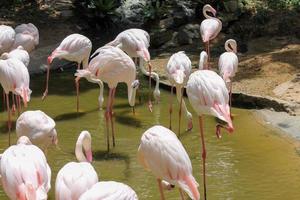 Flamingos in a pond in a zoo in Thailand intended for people to visit and gain knowledge about foreign animals photo