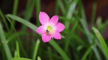 i fiori rosa che sbocciano al mattino sono bellissimi. fiori rosa al rallentatore video