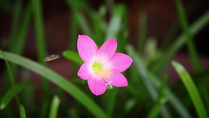 百合花影片