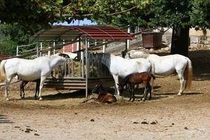 los caballos blancos lipizzanos son el orgullo y la pasión de eslovenia. foto