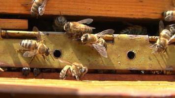 bijen vliegen en uit bij bijenkorf in november maand, opwarming van de aarde, klimaatverandering, macro shot close-up. honingbijen op huis bijenstal. video