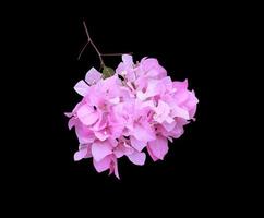 Bougaville or Paper flower. Close up pink-purple flower bouquet isolated on black background. The side of exotic flower bunch. photo