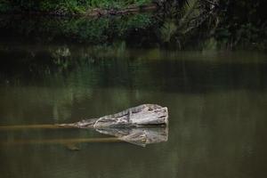 amphibians perched on a log photo