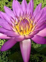 Lotus flower that blooms in the morning photo