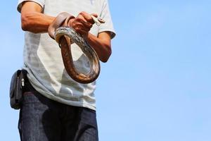 hombre atrapando serpiente de rata radiada a mano. foto