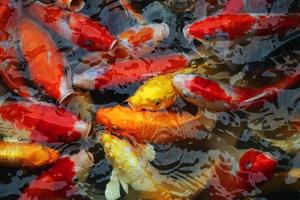 los peces koi nadan en el estanque. muchos de los coloridos peces carpa de fondo. foto