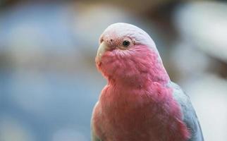 galah cockatoo in zoo photo