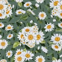 Seamless border with watercolor daisies. Hand drawn botanical drawing. Floral seamless border for fabric, paper and other print and web projects. photo