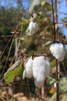 Close-up of Ripe cotton   on branch photo