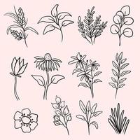 un conjunto de plantas botánicas dibujadas a mano vector